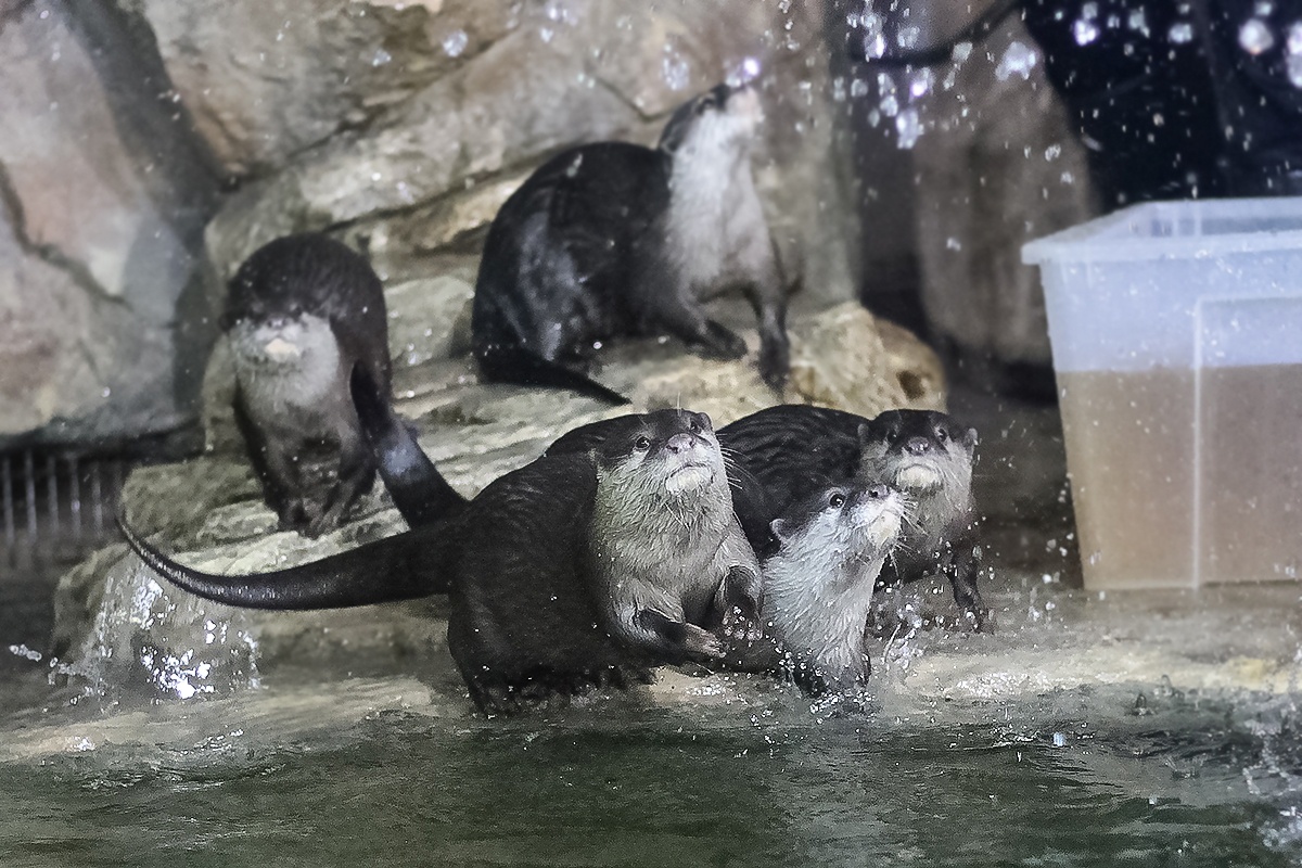 Крокодил и морепродукты: пензенским выдрам устроили праздник в  День рождения