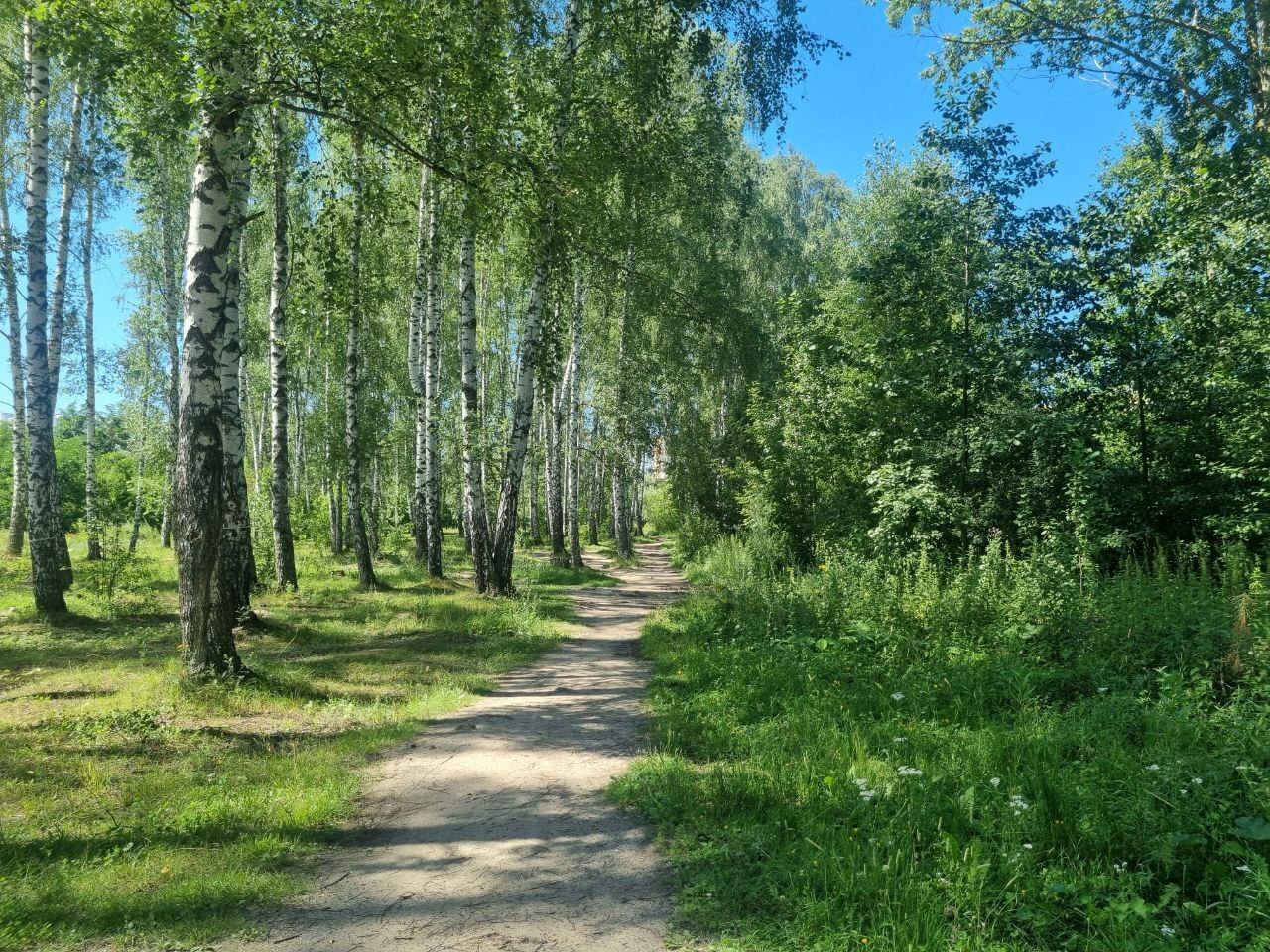 Зелень осталась на месте: как идет благоустройство сквера «Семейный» в Пензе