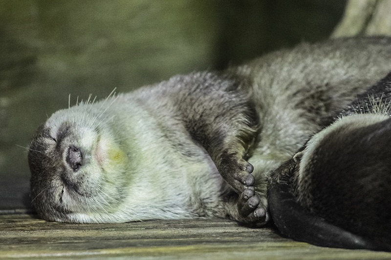 Три килограмма счастья: зачем в пензенском океанариуме взвешивают выдр