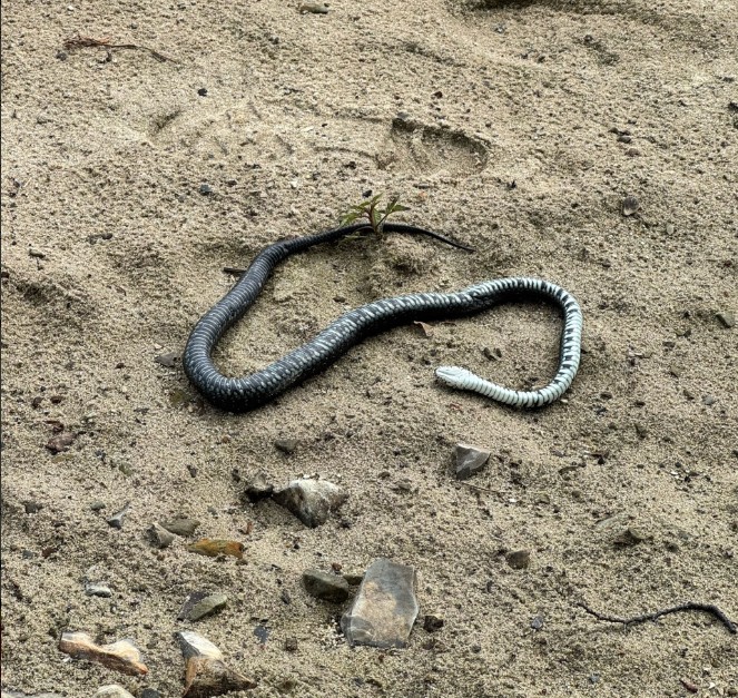 Жильцы пензенской многоэтажки борются со змеей в подвале