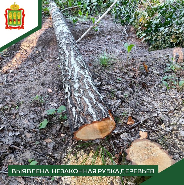 Срубили березы, осины и липы: в Пензенской области ищут «черных дровосеков»