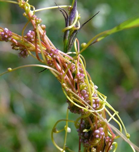 В Нижнеломовском и Колышлейском районах ввели карантинные зоны из-за сорняка