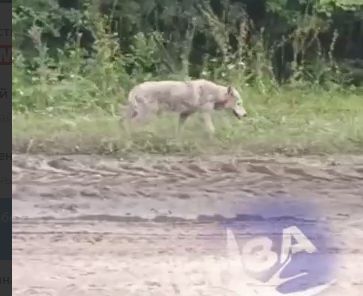 Волка с необычным поведением заметили жители Кузнецкого района