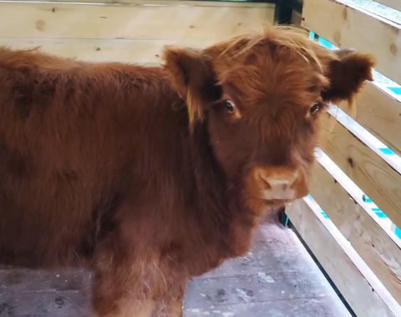 В пензенский зоопарк приехала самка редкой породы коровы из Барнаула