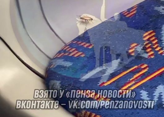 Таракан-безбилетник прокатился в пензенском троллейбусе