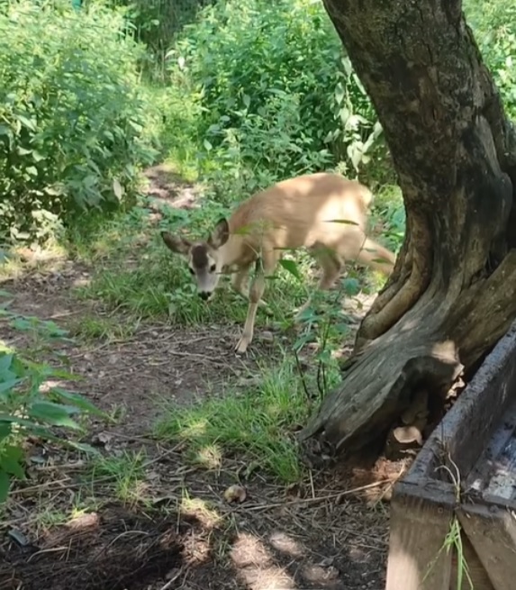 Радостное пополнение: в зоопарке родились две косули