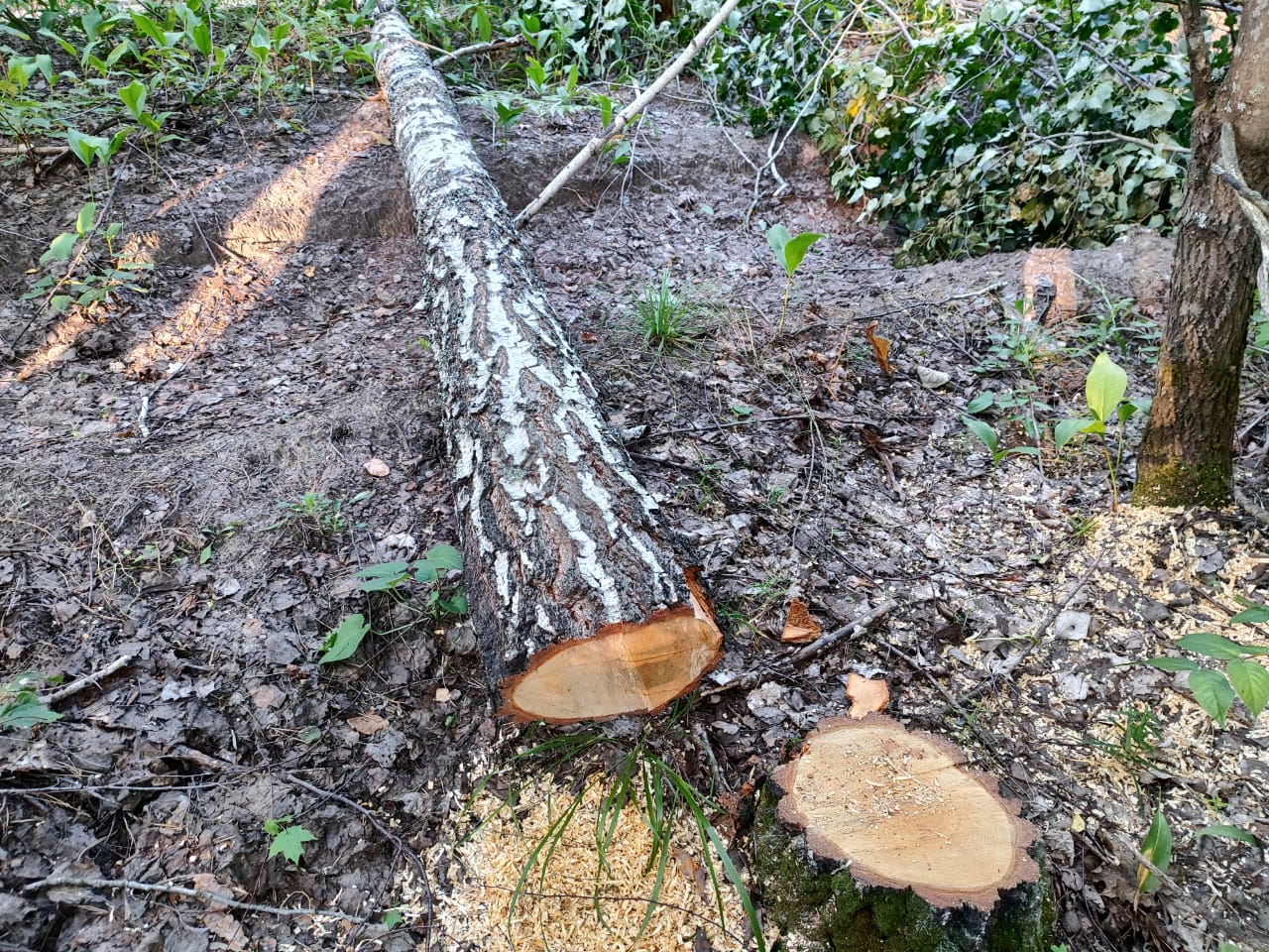 В Сосновоборском районе вырубили деревья, ущерб оценен в 67 тысяч рублей