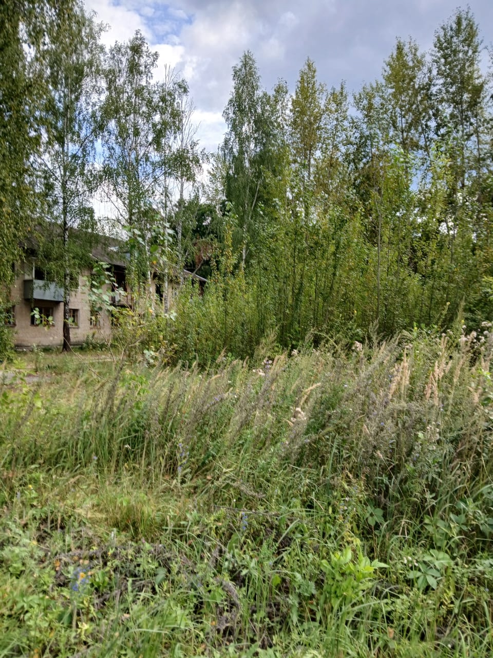 На месте снесенных МКД в пензенском Монтажном растет лес