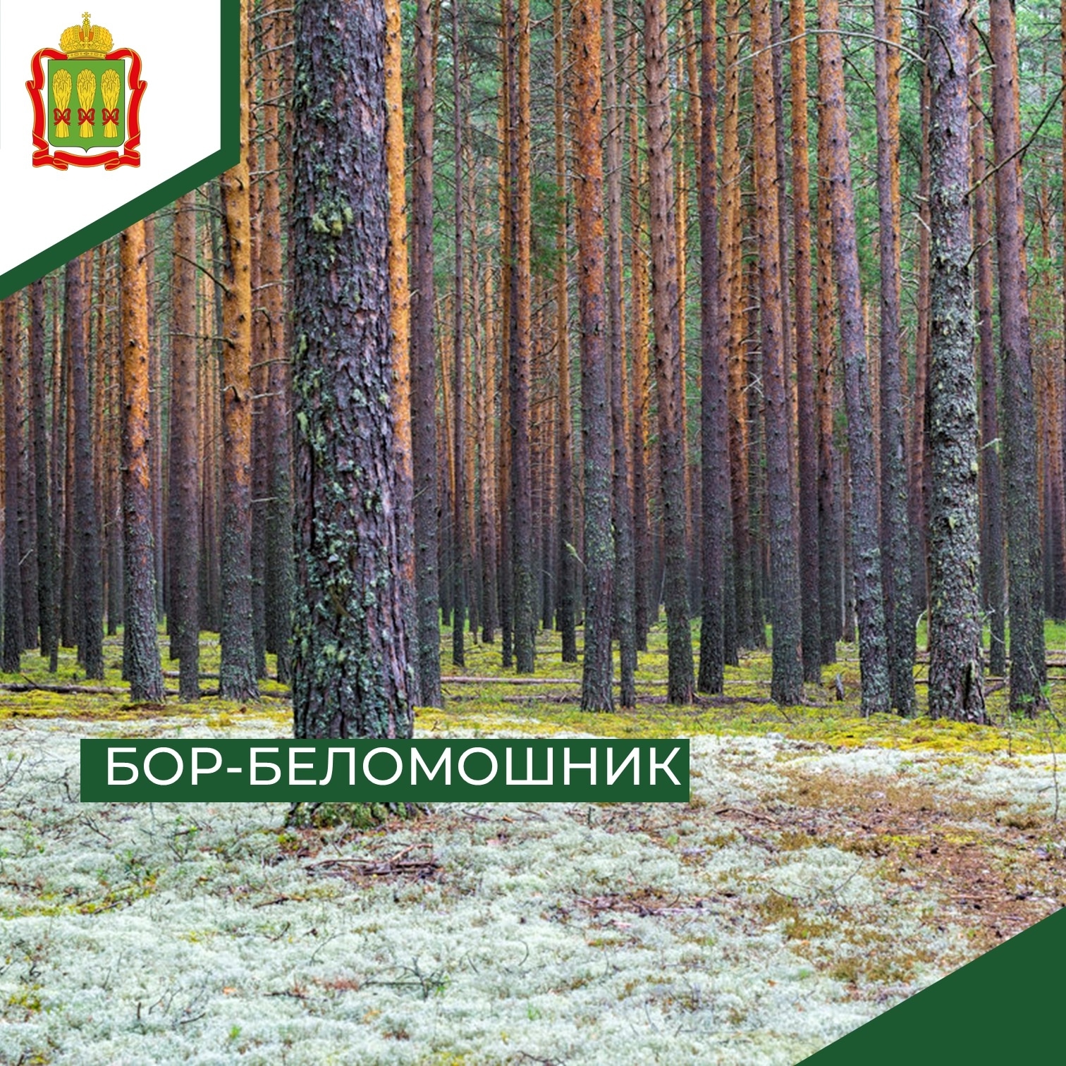 Грибы, глухари и белый мох: найдено удивительное место в Сосновоборском районе