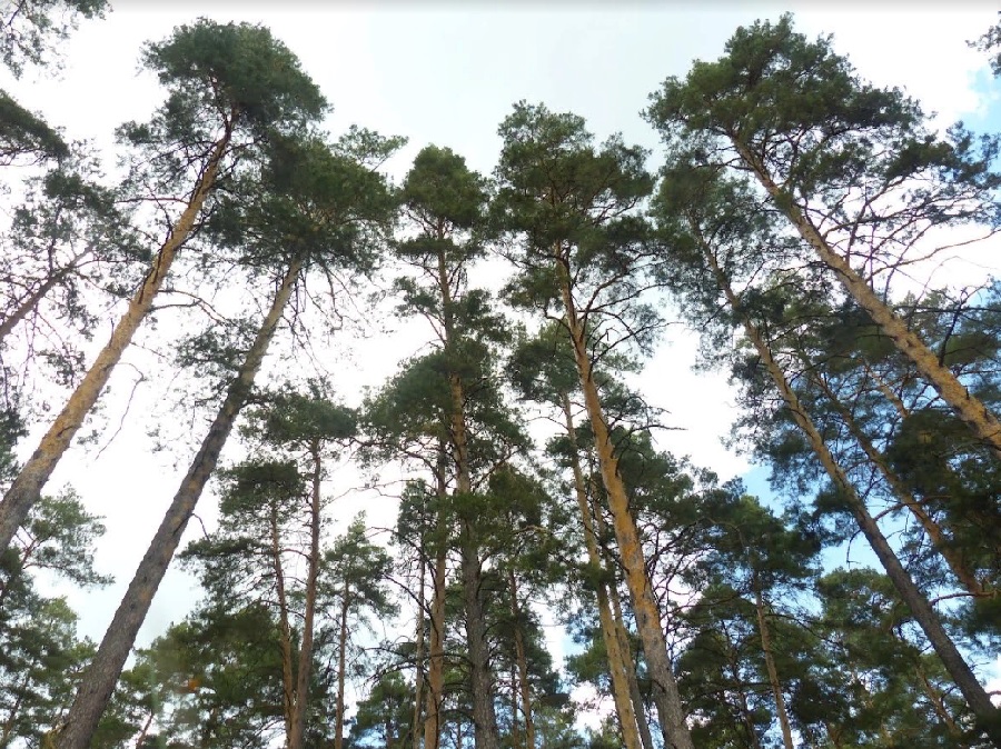 В Бессоновском районе спасатели нашли заблудившегося в лесу подростка