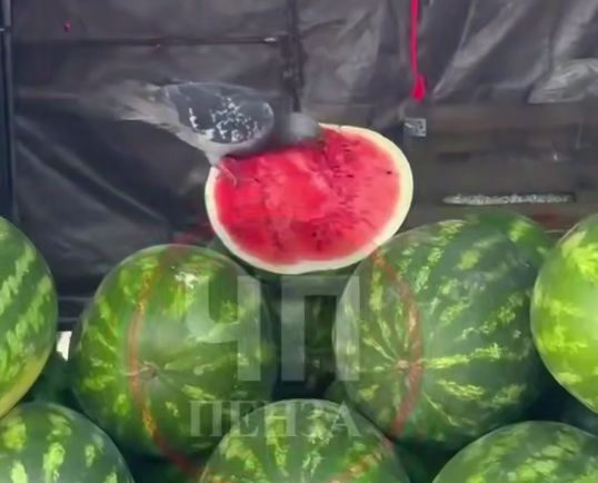 Пернатый чистильщик арбузов возмутил пензенцев