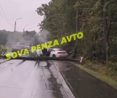 Упавшее дерево перекрыло дорогу у Дизель-Арены в Пензе