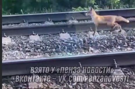 В Пензенской области заметили лису, разгуливающую по ЖД-путям