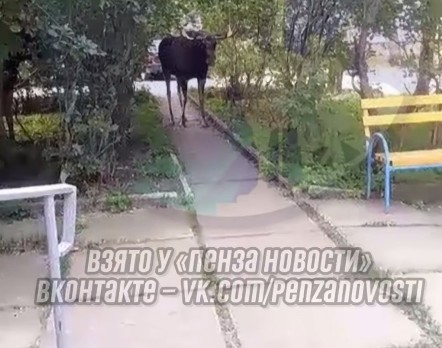 В Заречном лось вышел к людям и перегородил им дорогу