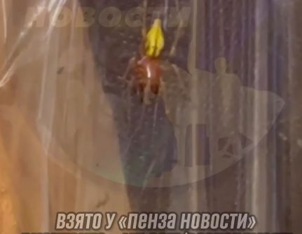 В Пензенской области объявился один из самых опасных пауков Европы