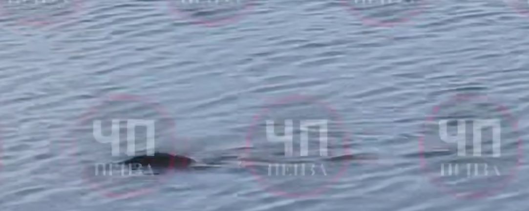 Странное поведение рыбы в пруду Пензы вызвало вопросы у отдыхающих