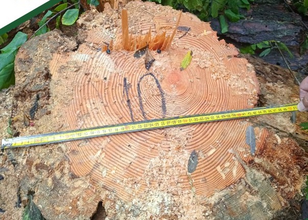 В Пензенской области незаконно срубили 12 кубометров сухостоя