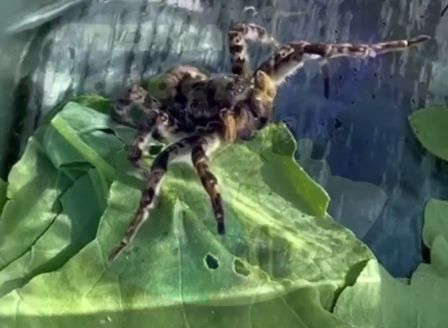 Восьмилапый гость в пензенских теплицах: редкий тарантул поселился среди огурцов