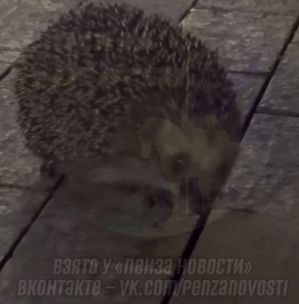 Встречи с ежами и лисами становятся обыденностью для жителей Пензы