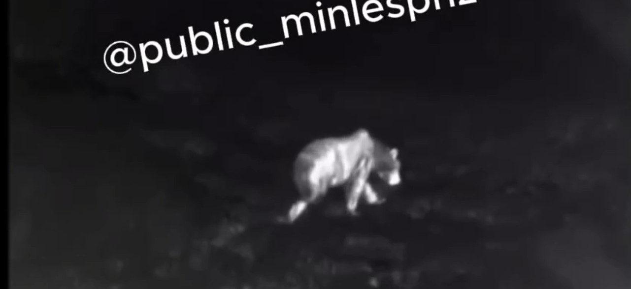 Бурого медведя заметили в лесах Пензенской области и засняли на видео