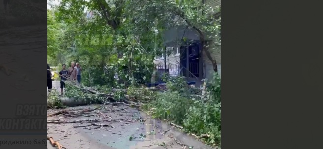 В Пензе на женщину упало дерево