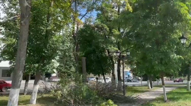 В Пензе вырубают ясени, зараженные изумрудной златкой