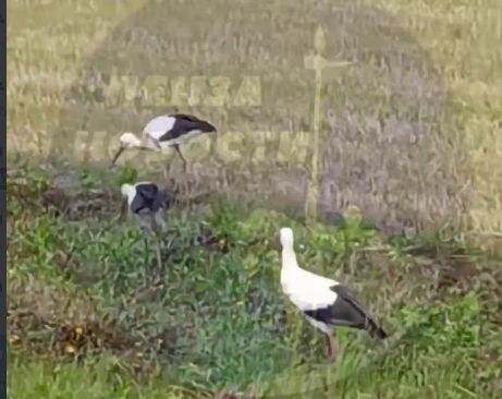 Пензенцы заметили трех аистов, разгуливающих возле трассы