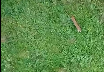 Рысь из Красной книги попала на видео в Пензенской области