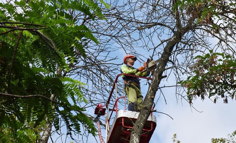 Спилить и сжечь: в Пензе вырубают зараженные ясеневой изумрудной златкой деревья