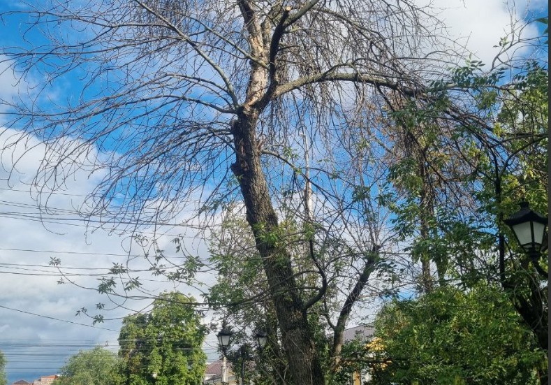 В сквере Пушкина в Пензе продолжается борьба с изумрудной златкой