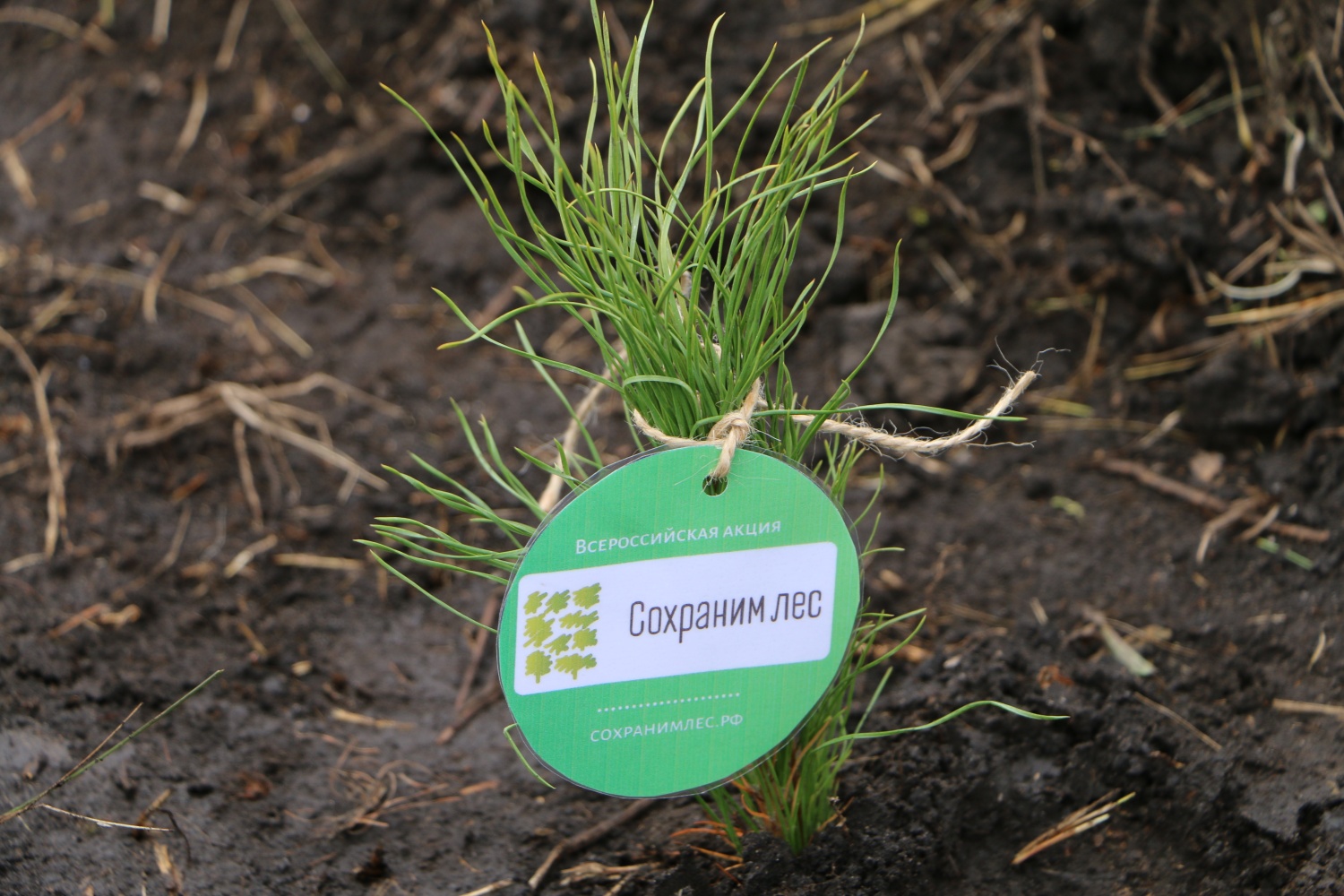 В Пензенской области высадят 50 тысяч деревьев в рамках акции Сохраним лес