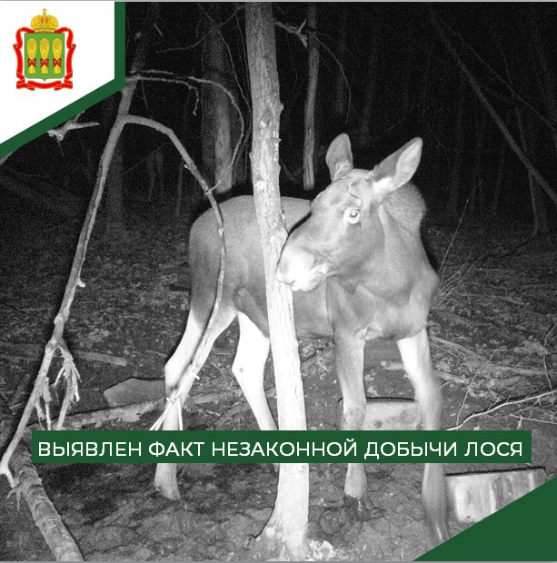 Минлесхоз: в Вадинском районе браконьеры убили самку лося