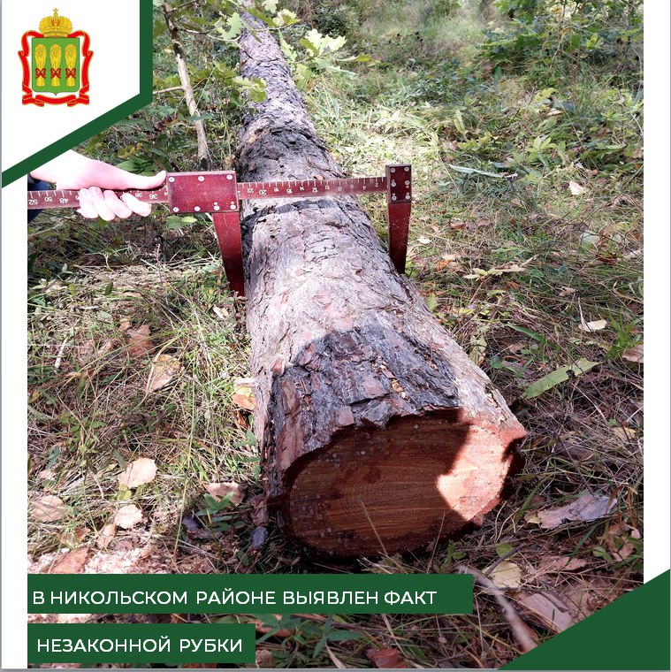 В Никольском районе черный дровосек уничтожил сосну стоимостью 21 тысяча рублей