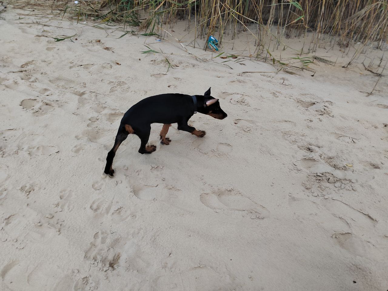Мэр Кузнецка: Убивать бездомных собак не имеем права