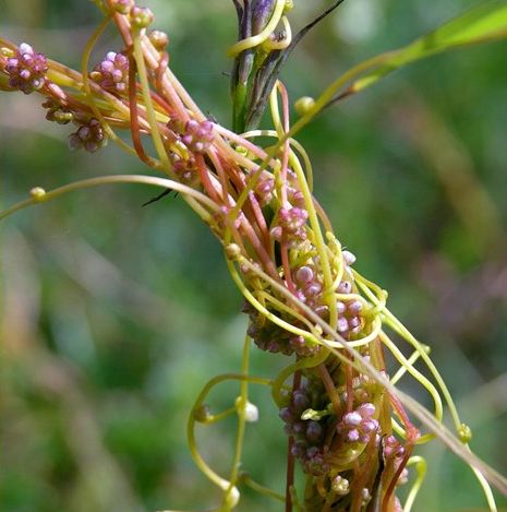 В Белинском районе из-за опасного растения карантин ввели на площади 1850 га