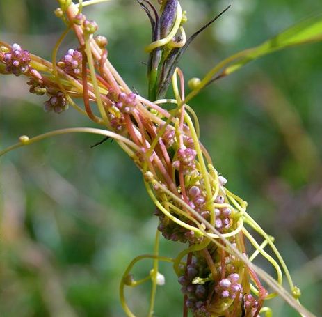 В четырех районах Пензенской области ввели особый режим из-за опасного сорняка