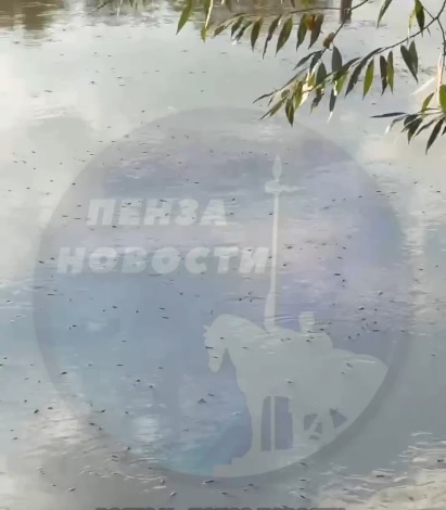 В Пензе жители сообщили о массовой гибели рыбы в водоеме у трассы М-5