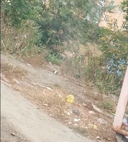 Пробираются на детскую площадку: в районе КПД пензенцы заметили скопление крыс