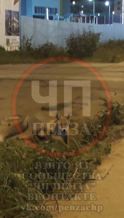 В Арбековской заставе и у стройплощадки новой школы заметили лису
