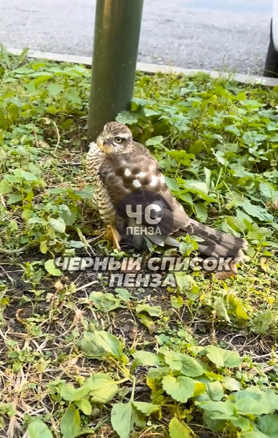 Пензячка рассказала как в парке Белинского из-за равнодушия погиб сокол