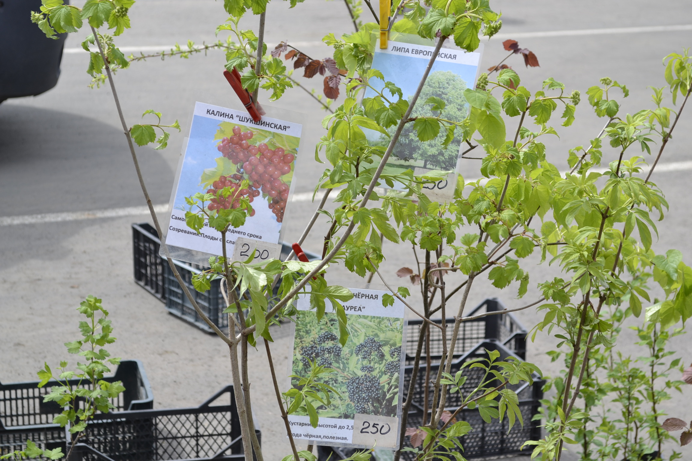Пензенцы под видом покупателей саженцев обворовали пенсионеров