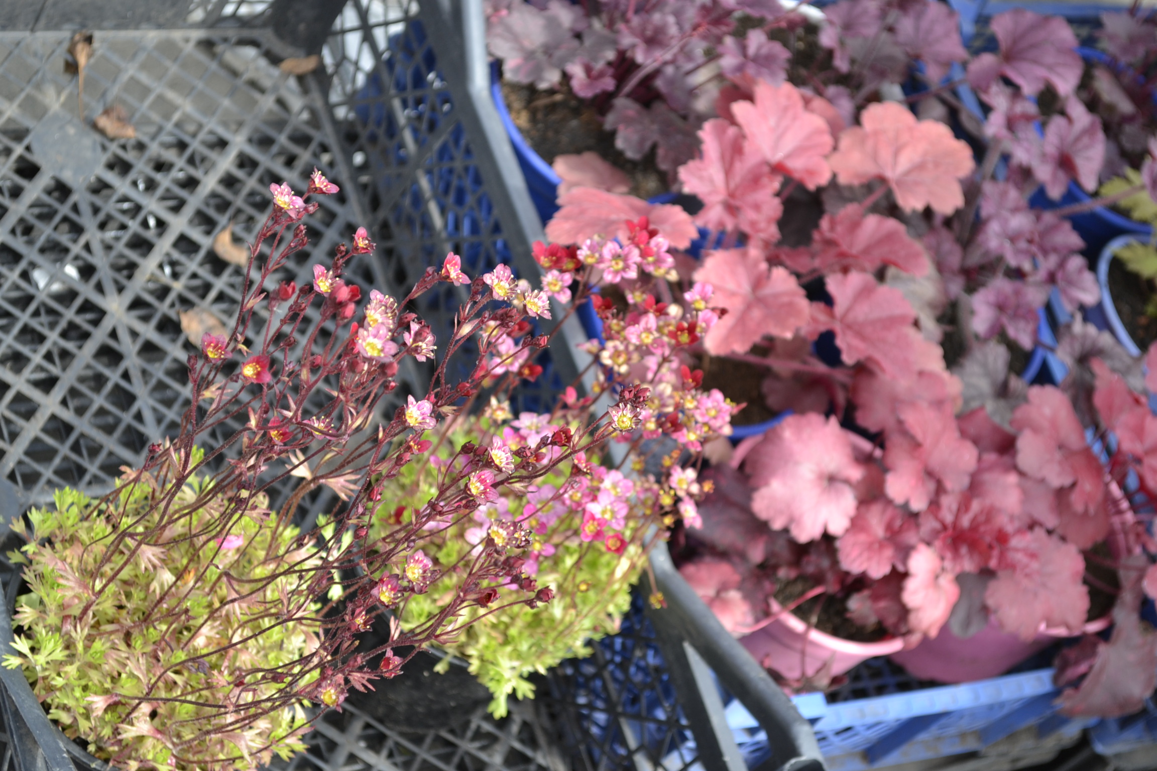 Пензенцам раздадут саженцы для озеленения города