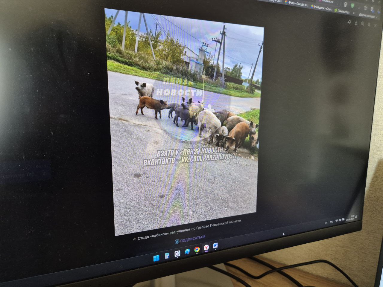 В Бессоновском районе заметили стадо: жители спорят, что это за звери
