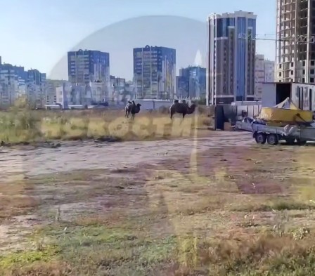 Необычные гости: верблюды пасутся у набережной в Пензенской области