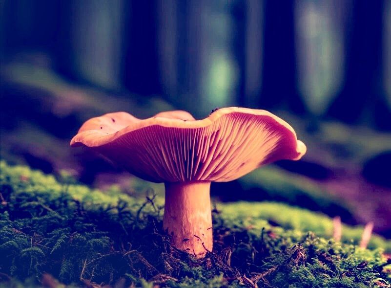 Загадочные грибы на дачном участке озадачили пензенцев