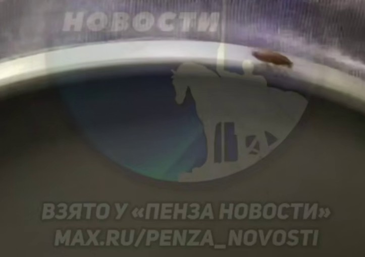 Таракан в пензенском автобусе №66 попал на видео