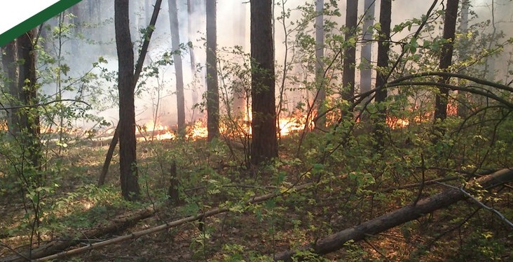 Огонь в Ломовском лесничестве выжег 5 га леса