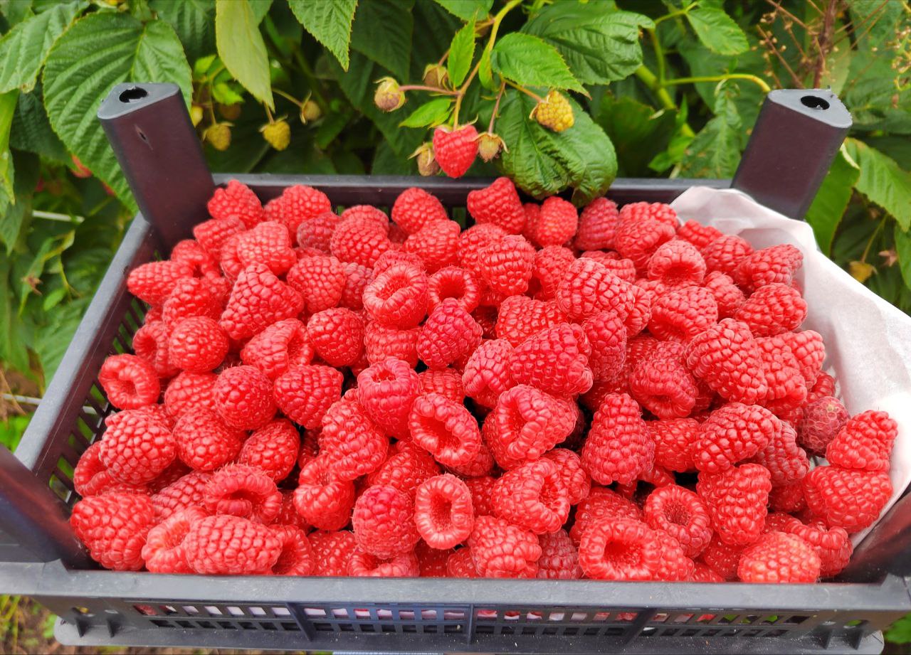 Пензенцев приглашают за малиной в Мокшанский район