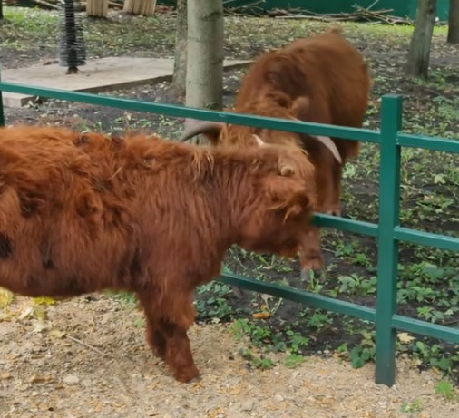 Романтическая история в Пензенском зоопарке: бычок Серкан встретил свою Матрёну