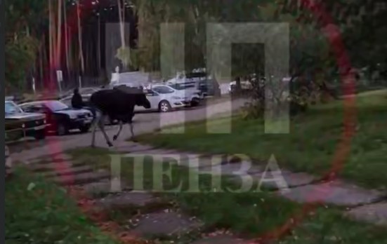 Лось на прогулке: лесной гость снова посетил Заречный